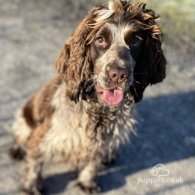 Cocker Spaniel (Working & Show) - Both