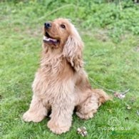 Cocker Spaniel (Working & Show) - Both