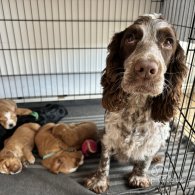 Cocker Spaniel (Working & Show) - Both