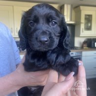 Cocker Spaniel (Working & Show) - Both