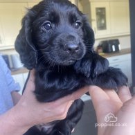 Cocker Spaniel (Working & Show) - Both