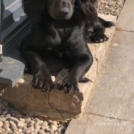 Cocker Spaniel (Working & Show) - Both