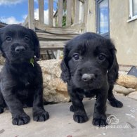 Cocker Spaniel (Working & Show) - Both