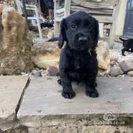 Cocker Spaniel (Working & Show) - Both