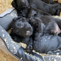 Cocker Spaniel (Working & Show) - Both