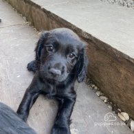 Cocker Spaniel (Working & Show) - Both