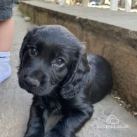 Cocker Spaniel (Working & Show) - Both