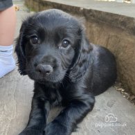 Cocker Spaniel (Working & Show) - Both