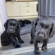 Cocker Spaniel (Working & Show) - Both