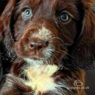 Cocker Spaniel (Working & Show) - Both