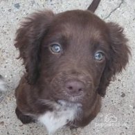 Cocker Spaniel (Working & Show) - Both