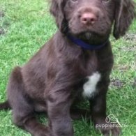 Cocker Spaniel (Working & Show) - Both