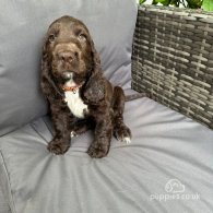 Cocker Spaniel (Working & Show) - Both