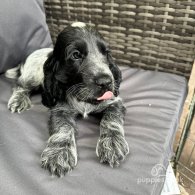 Cocker Spaniel (Working & Show) - Both