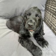 Cocker Spaniel (Working & Show) - Both