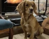 Cocker Spaniel (Show)
