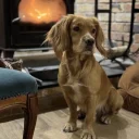 Cocker Spaniel (Show)