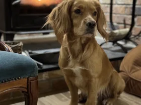 Cocker Spaniel (Show)