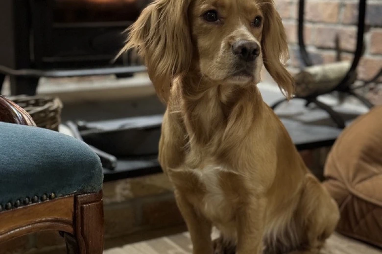 Cocker Spaniel (Show)