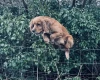 Cocker Spaniel (Show)