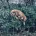 Cocker Spaniel (Show)