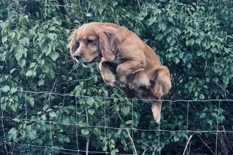 Cocker Spaniel (Show)