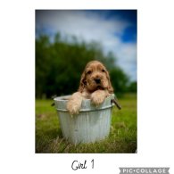 Cocker Spaniel (Working & Show) - Both