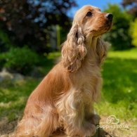 Cocker Spaniel (Working & Show) - Both