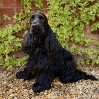 Cocker Spaniel (Working & Show) - Both