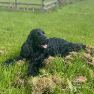 Cocker Spaniel (Working & Show) - Both