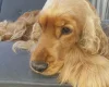 Cocker Spaniel (Show)