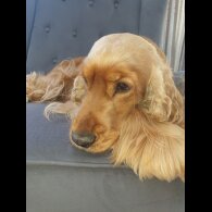 Cocker Spaniel (Show)