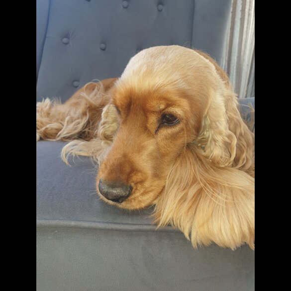 Cocker Spaniel (Show)