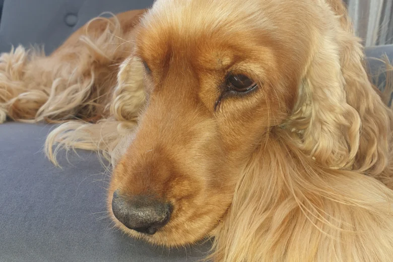 Cocker Spaniel (Show)