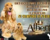 Cocker Spaniel (Show)