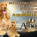 Cocker Spaniel (Show)