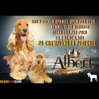 Cocker Spaniel (Show)