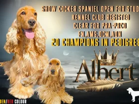 Cocker Spaniel (Show)