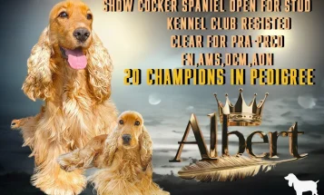 Cocker Spaniel (Show)