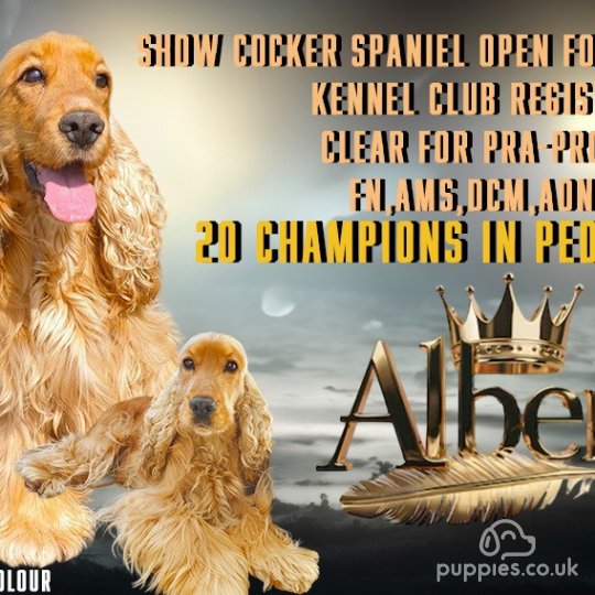 Cocker Spaniel (Working & Show)