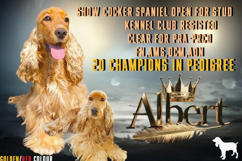 Cocker Spaniel (Show)