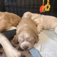 Cocker Spaniel (Working & Show) - Both