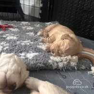 Cocker Spaniel (Working & Show) - Both