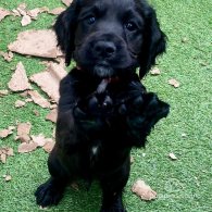 Cocker Spaniel (Working & Show) - Dogs