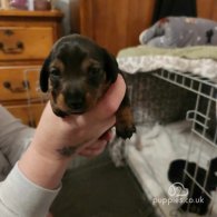 Dachshund (Standard & Miniature) - Bitches