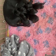 Dachshund (Standard & Miniature) - Both