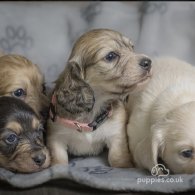 Dachshund (Standard & Miniature) - Both