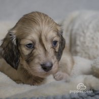 Dachshund (Standard & Miniature) - Both