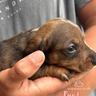 Dachshund (Standard & Miniature) - Both