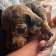 Dachshund (Standard & Miniature) - Both